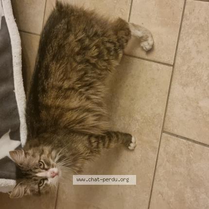 Photo 1/1 Found cat Found in Cavignac