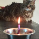 Picture of cat lost at Tonneins