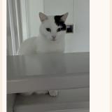 Picture of cat lost at Epinay Sur Odon