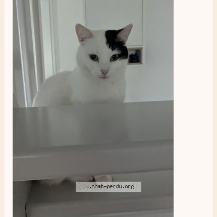 Photo 1/1 Royale Chat lost in Epinay sur odon