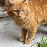 Picture of cat found at Neulise