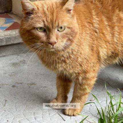 Photo 1/1 Found cat Found in Neulise