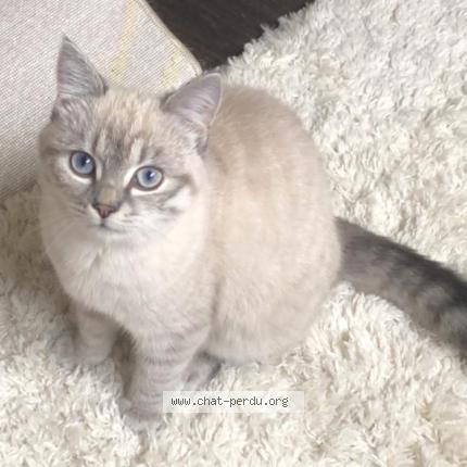 Photo 1/1 Lola Chat lost in Orleans