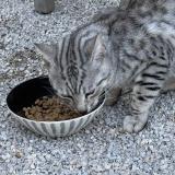 Picture of cat found at Bormes Les Mimosas