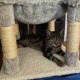 Picture of cat lost at Le Plessis Belleville