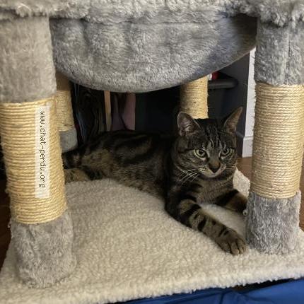 Photo 1/1 Billy Chat lost in Le plessis belleville