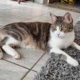 Picture of cat lost at Veyre Monton