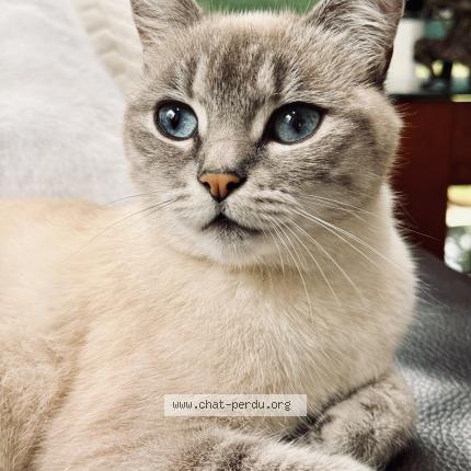 Photo 1/1 Lola Chat lost in Orleans