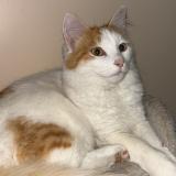 Picture of cat lost at Marcoussis