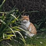 Picture of cat found at Saint Lormel