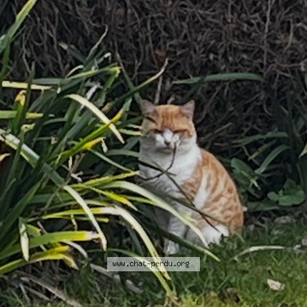 Photo 1/1 Found cat Found in Saint lormel