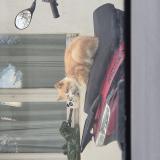 Picture of cat lost at Ecardenville La Campagne