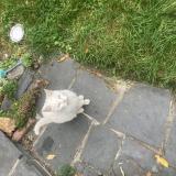 Picture of cat lost at Lambersart