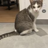 Picture of cat lost at Saint Andre Goule D Oie