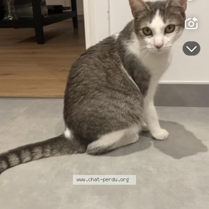 Photo 1/1 Mimou Chat lost in Saint andre goule d oie