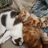 Picture of cat lost at Saintes