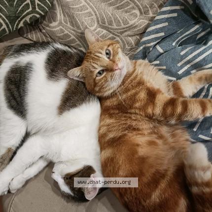 Photo 1/1 Happy Chat lost in Saintes