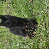 Picture of cat lost at Rosny Sous Bois