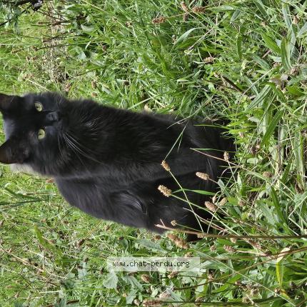 Photo 1/1 Khéops Chat lost in Rosny sous bois