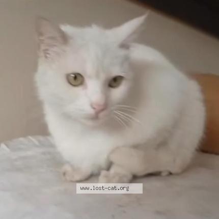 Photo 1/1 Nina Chat lost in Islamabad