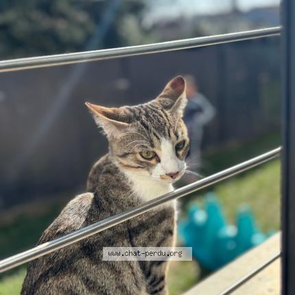 Photo 1/1 Edlane CHEIKH Chat lost in Eaubonne