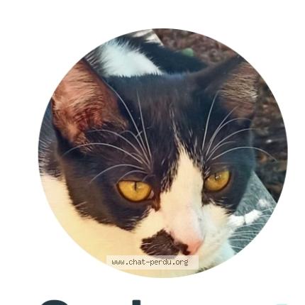 Photo 1/1 Sherlock corben Chat lost in Saint aubin de medoc