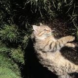 Picture of cat found at St Privat Des Vieux