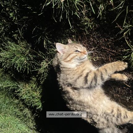 Photo 1/1 Found cat Found in St privat des vieux