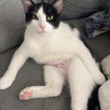 Picture of cat lost at Le Coudray Montceaux