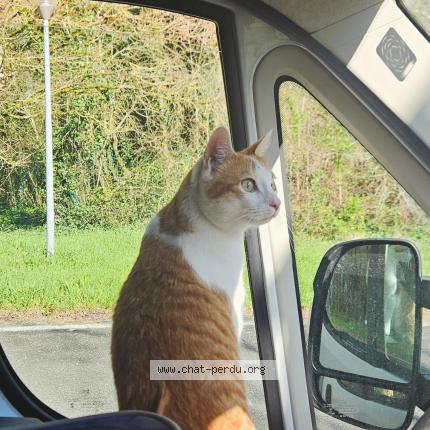 Photo 1/1 Milo Chat lost in Vannes