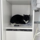 Picture of cat lost at Saint Alban