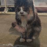 Picture of cat found at Nantes