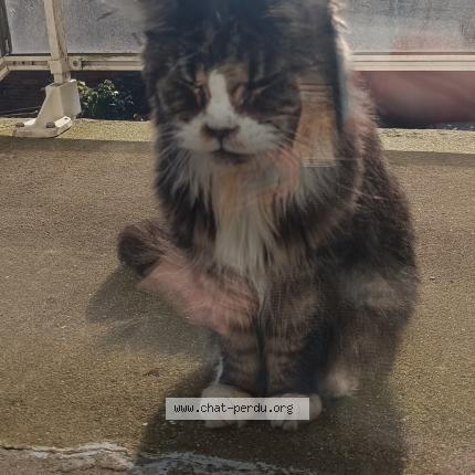 Photo 1/1 Found cat Found in Nantes