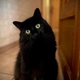 Picture of cat lost at Deols