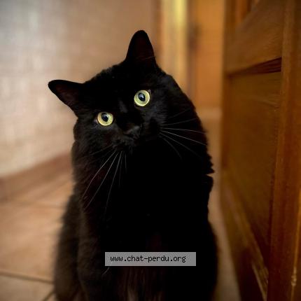 Photo 1/1 Arès Chat lost in Deols