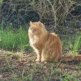 Picture of cat lost at Champtoce Loire