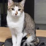 Picture of cat lost at Saint Orens De Gameville