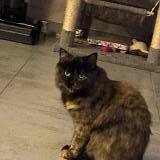 Picture of cat lost at Theding