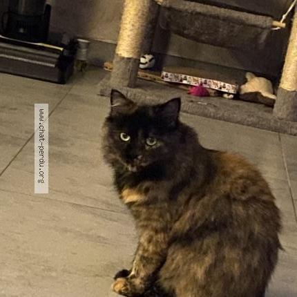 Photo 1/1 Cookie Chat lost in Theding