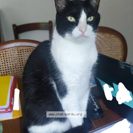 Photo 1/1 Charly Chat lost in Colomiers