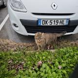 Picture of cat found at Valenciennes