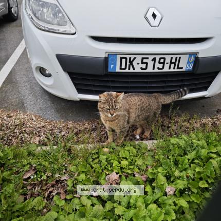 Photo 1/1 Found cat Found in Valenciennes