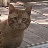 Picture of cat found at Marseille