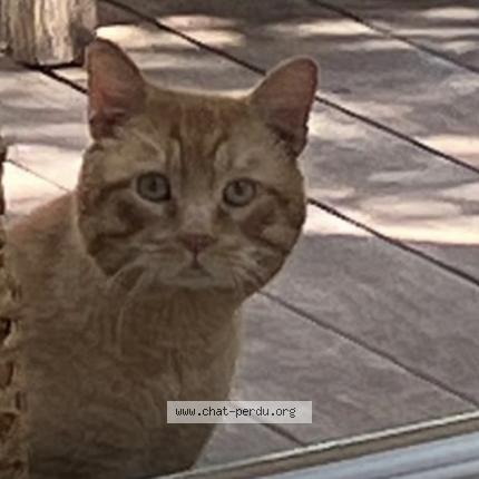 Photo 1/1 Found cat Found in Marseille