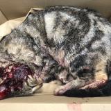 Picture of cat found at Pont De Beauvoisin