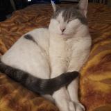 Picture of cat lost at Paris