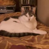 Picture of cat lost at Paris