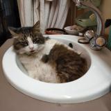 Picture of cat lost at Le Bouscat