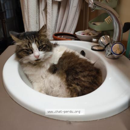 Photo 1/1 GORDO - TCHOUPY - SANCHO Chat lost in Le bouscat