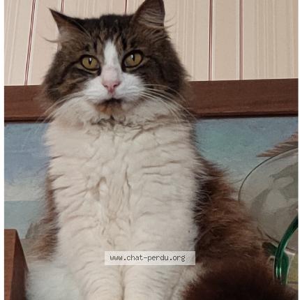 Photo 1/1 GORDO - TCHOUPY - SANCHO Chat lost in Le bouscat